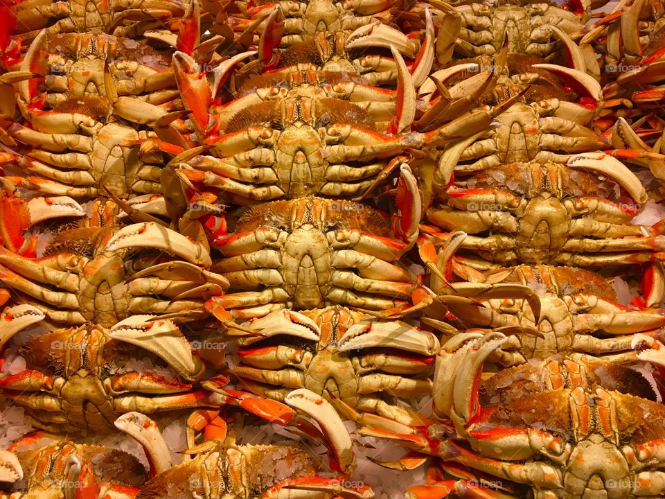 Dungeness Crabs 🦀 
