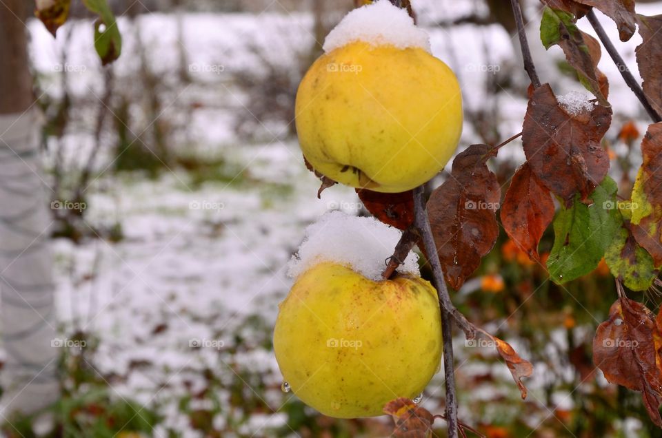 snowd and apples