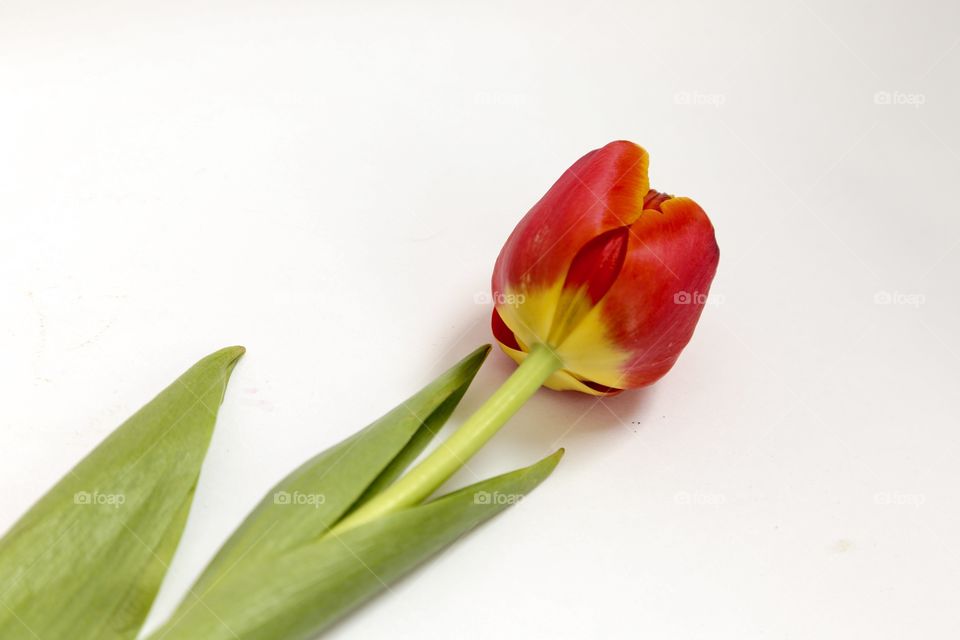Red tulip 