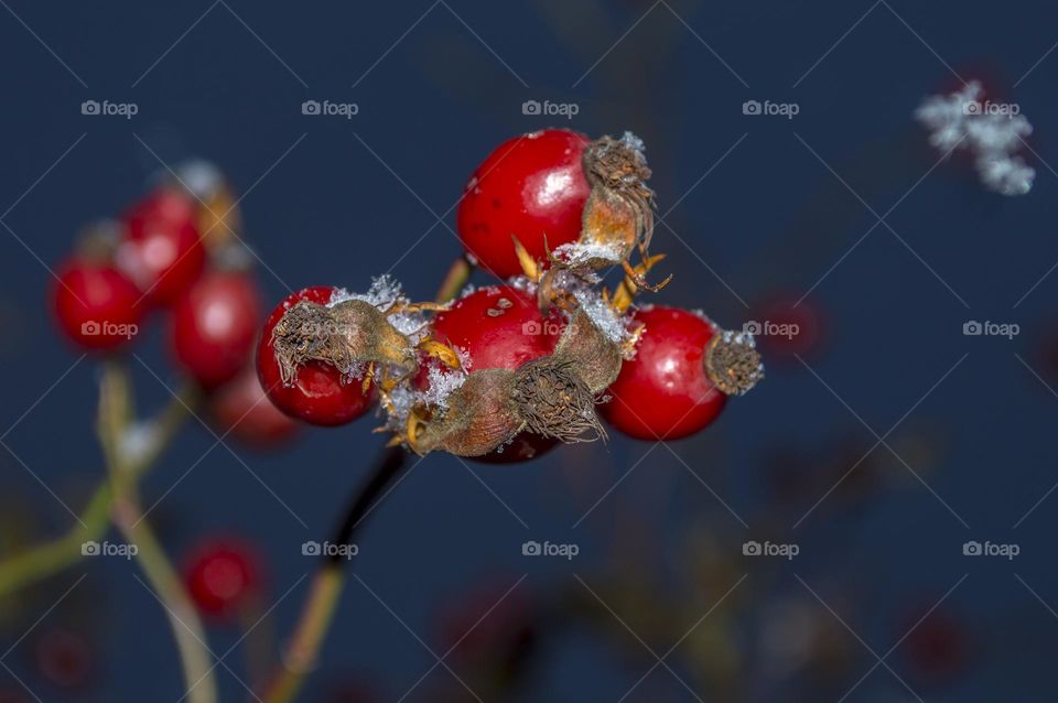 Rosehip berries.