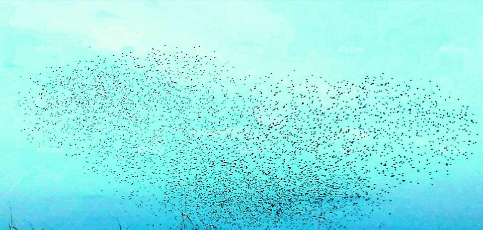 black sun in Southern Denmark