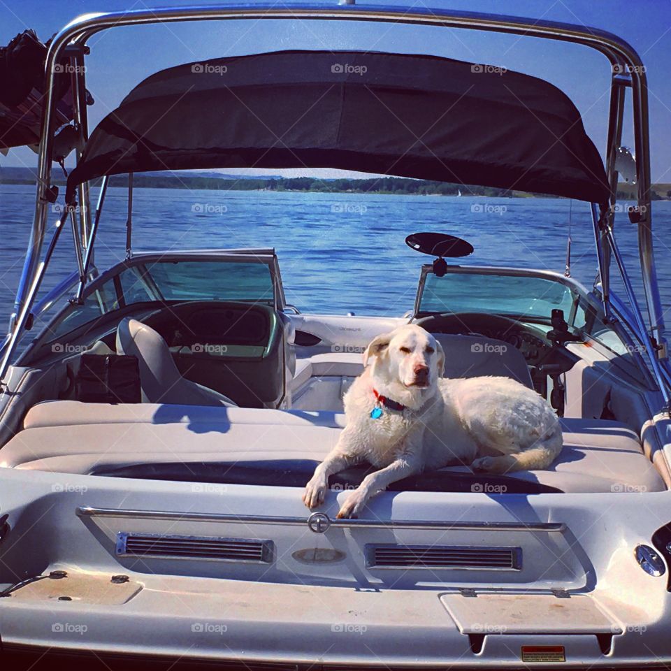 Boating Dogs