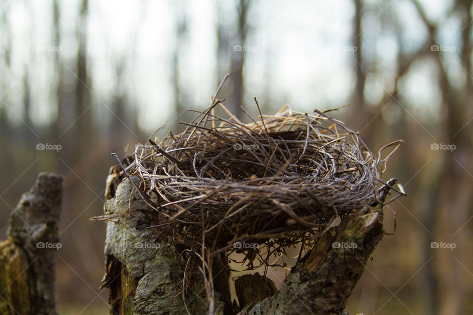 bird nest. a birds nest