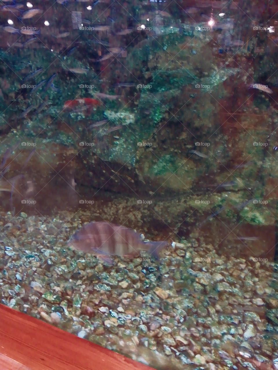 Fish,Water,Aquarium