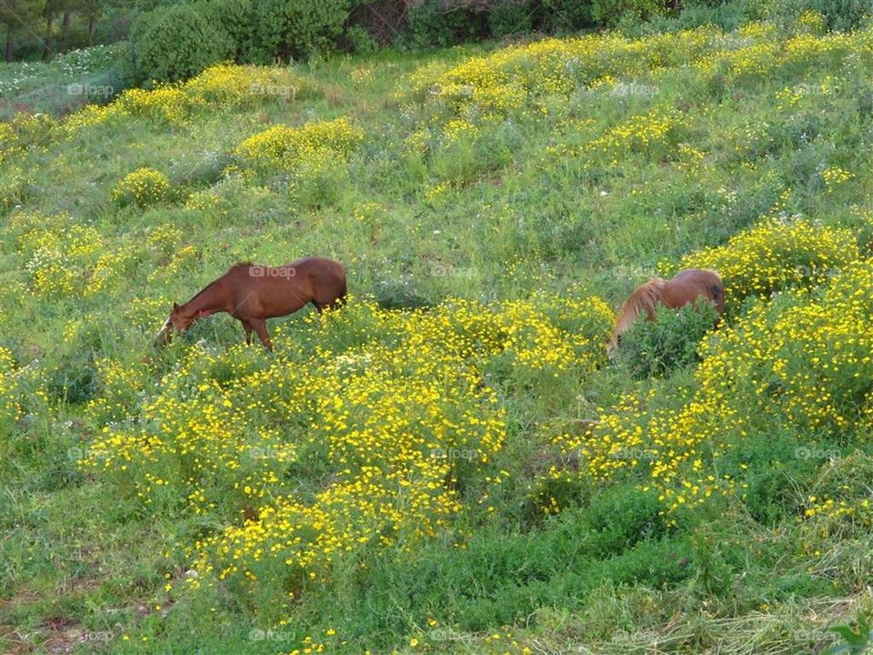 Wild Horses Grazing in Sicily