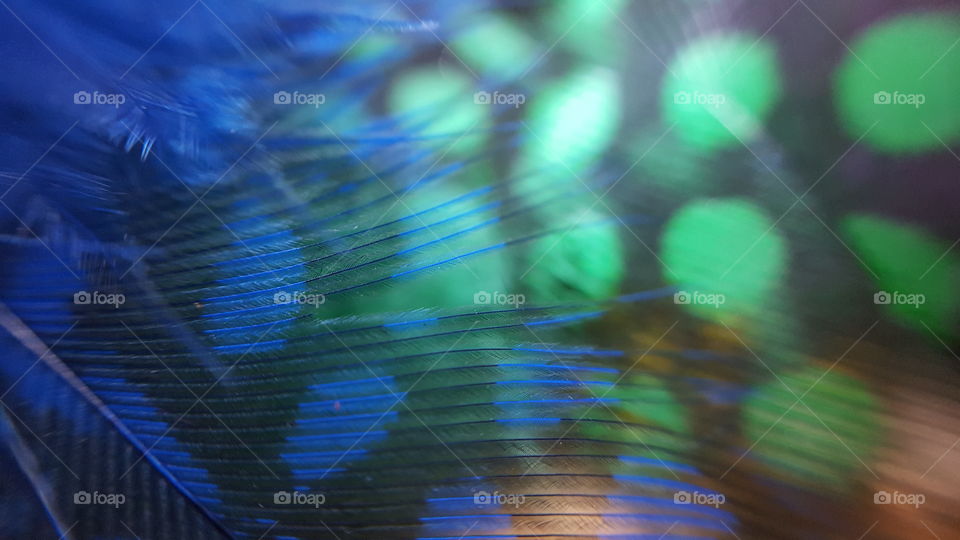 Macro feathers blue and green