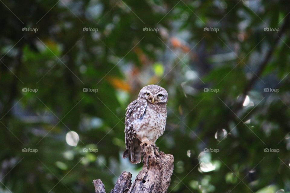 A stunning close-up of a spotted owl perched gracefully on a tree stump, surrounded by lush greenery and natural bokeh