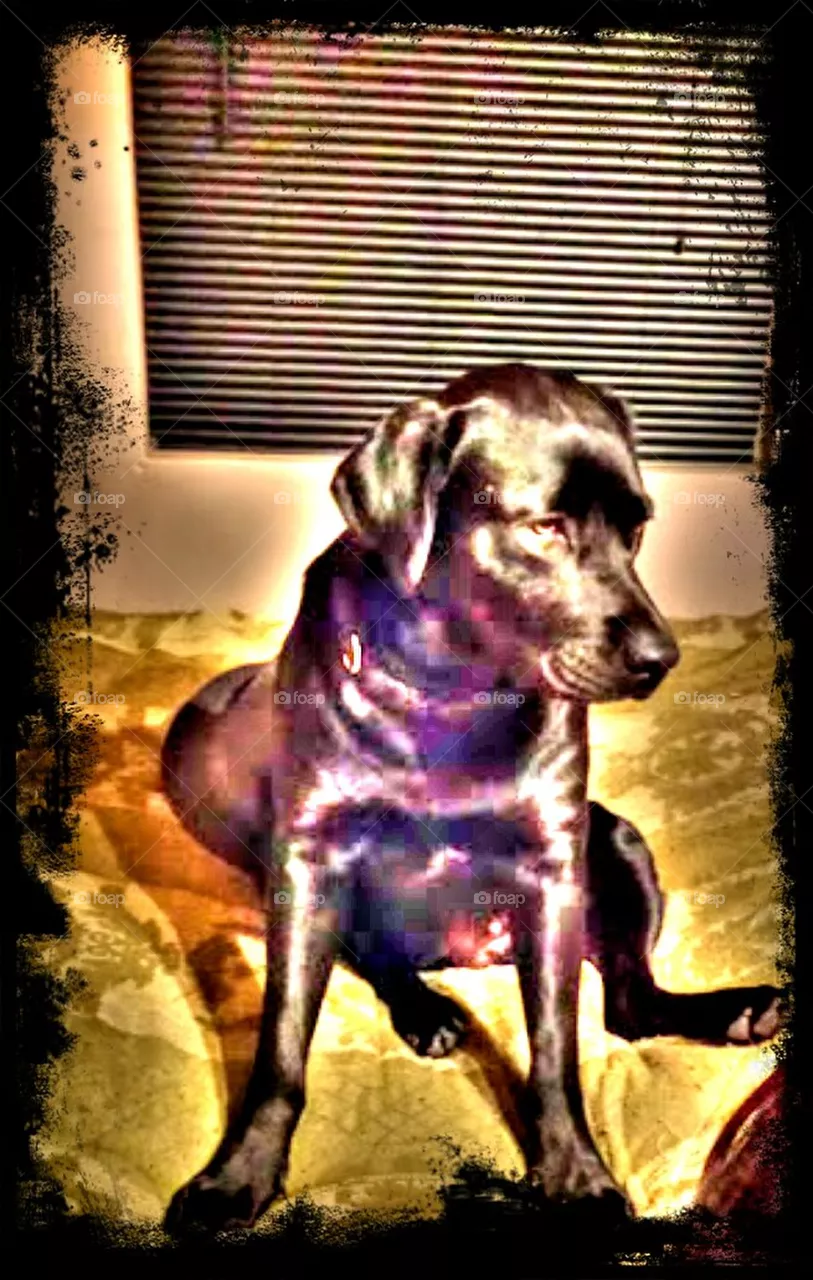 Dogsworld