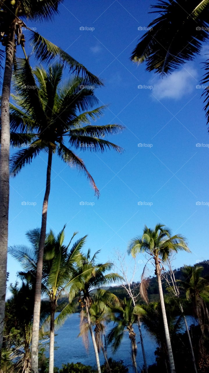 the blue sky- coconuts in the air