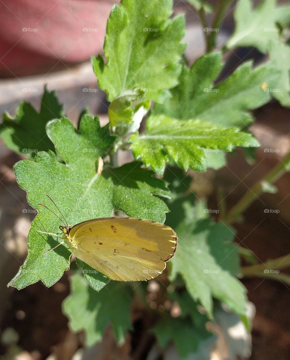 The little yellow butterfly enjoying mid October sunshine