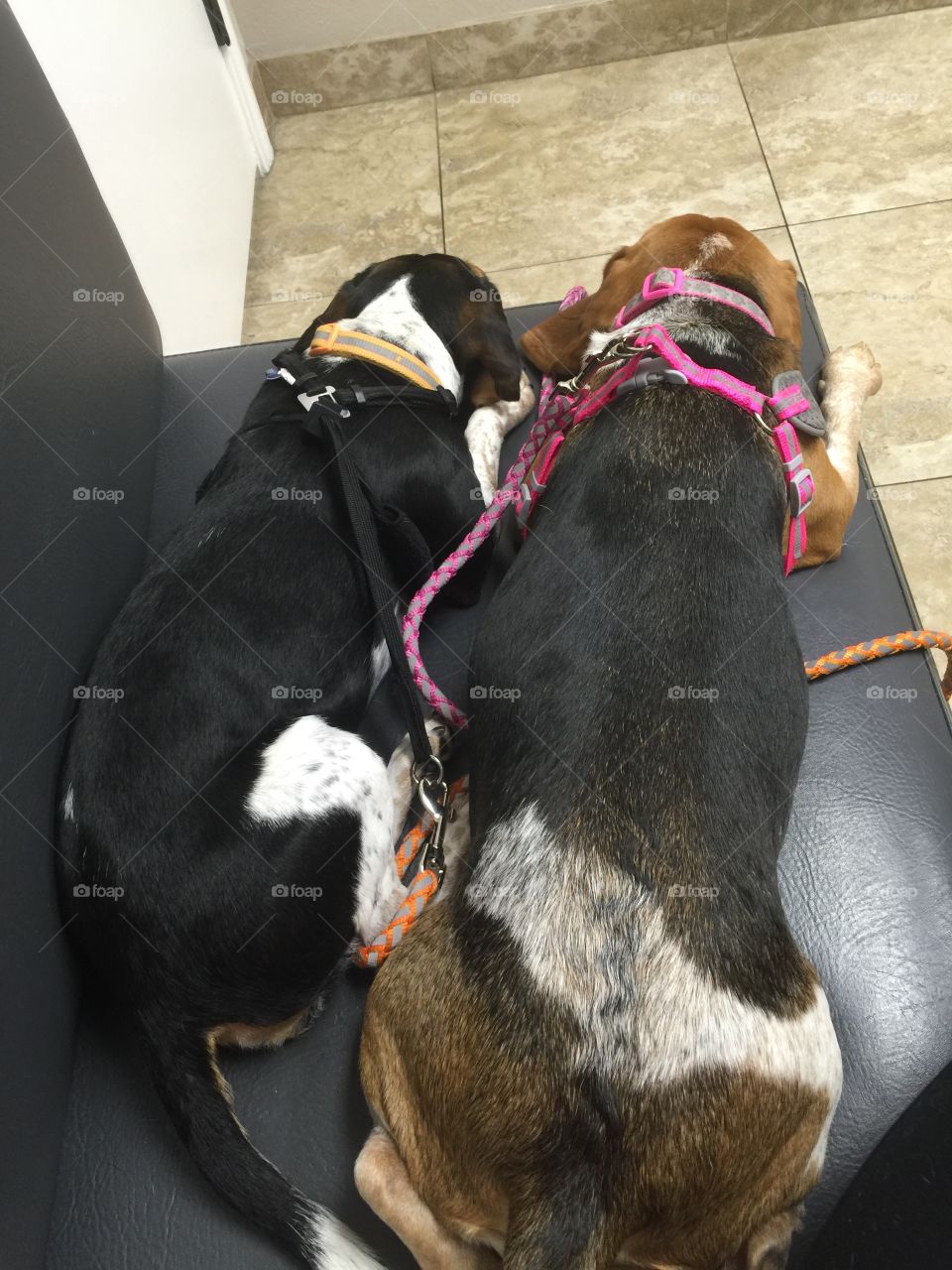 At the vet office waiting for the vets tech to get them. Time for surgery 