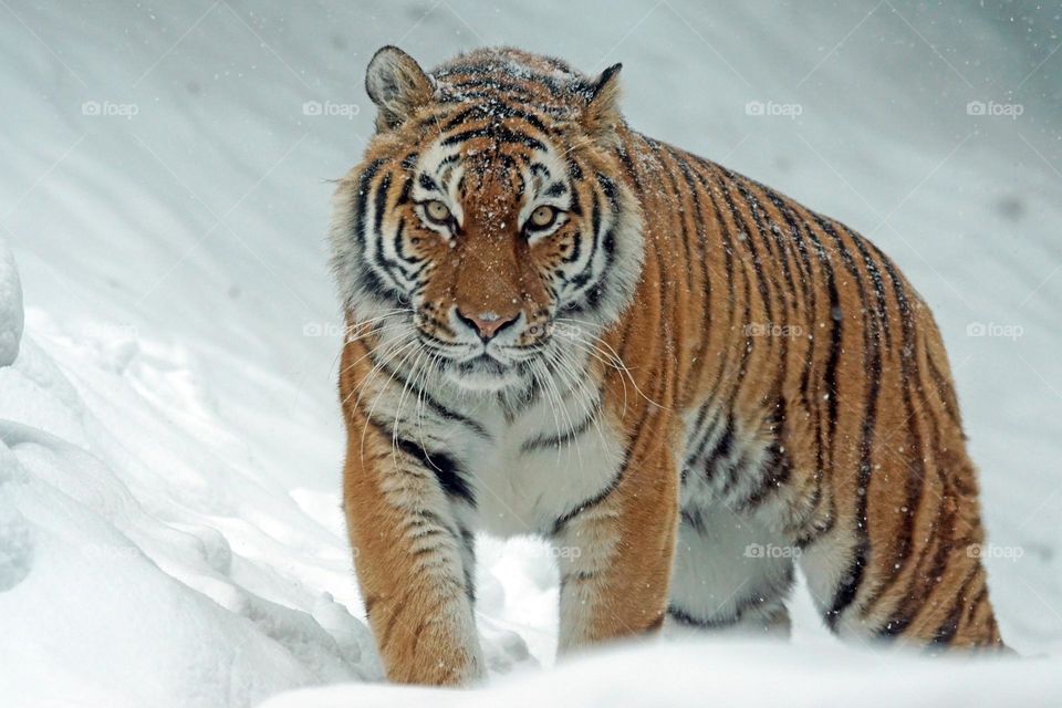 Tiger in snow
