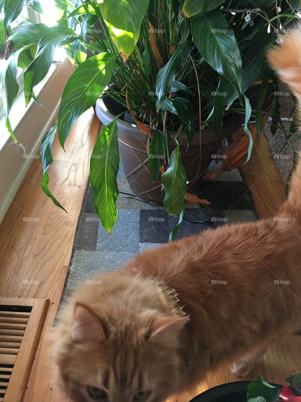 A beautiful, orange, long-haired cat (named Apollo) looking up for attention next to a healthy green peace plant