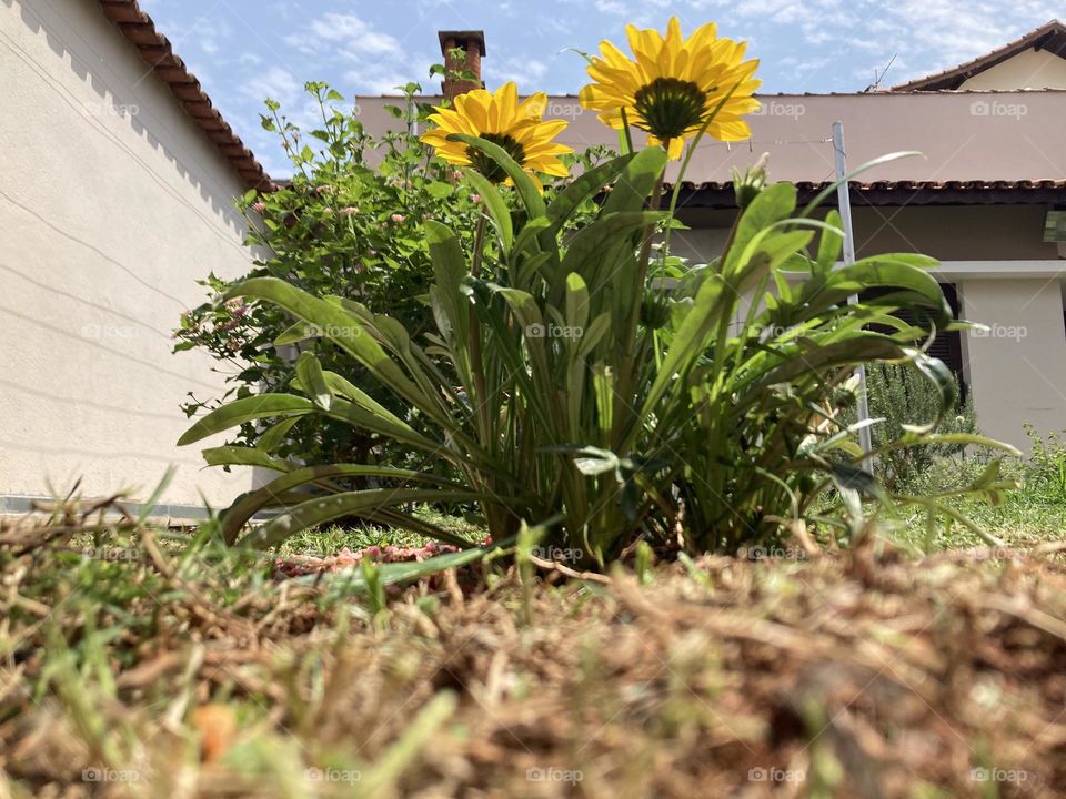 GANZÂNIAS - 🌹 🇺🇸 Very beautiful flowers to brighten our day.  Live nature and its beauty. Did you like the delicate petals? / 🇧🇷 Flores muito bonitas para alegrar nosso dia. Viva a natureza e sua beleza. Gostaram das pétalas delicadas? 