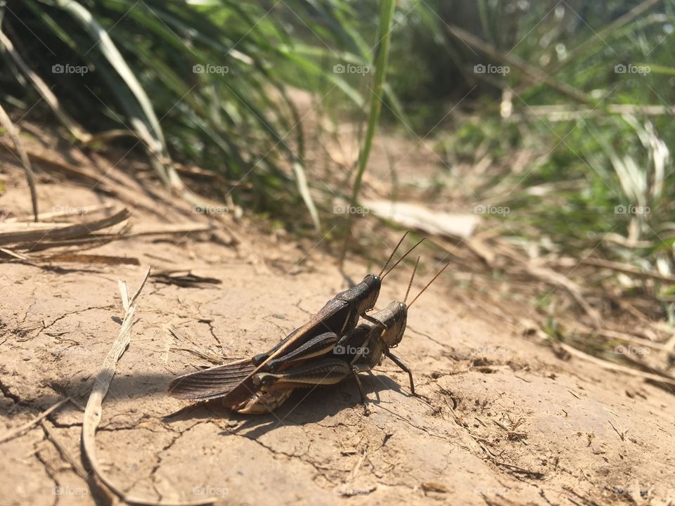 Making love (the grasshopper)