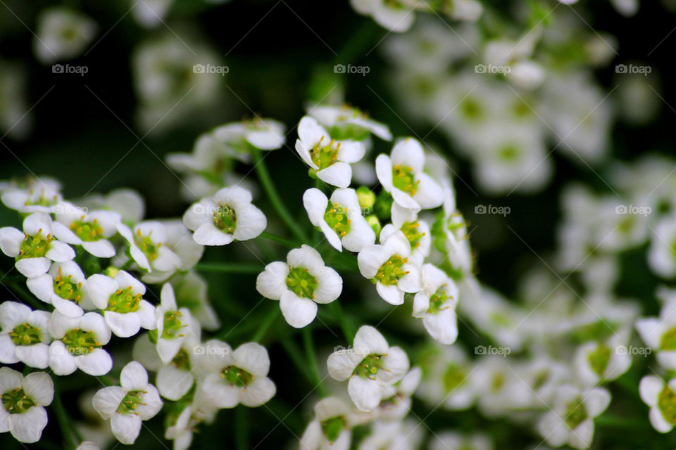 macro fiore verde fiori by eliadalmasso