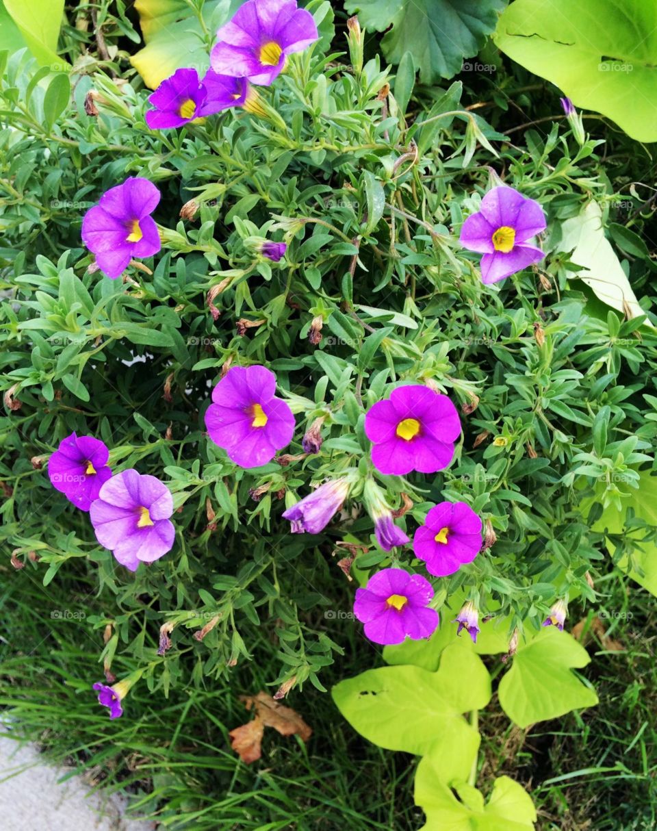 Purple flowers
