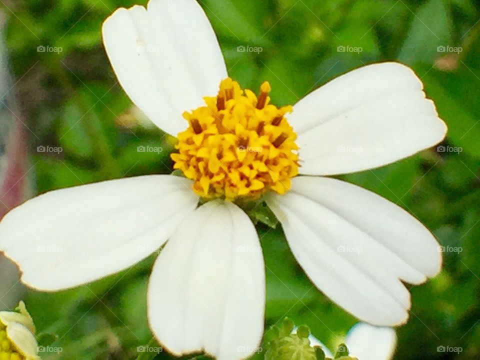 Macro flower