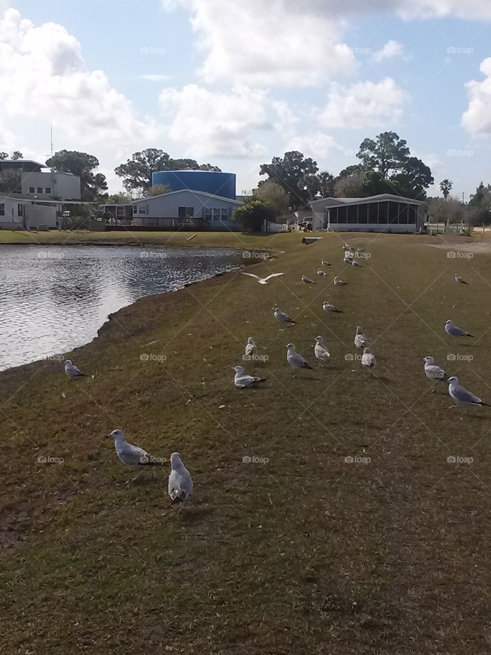 flock of seagulls . seagulls 