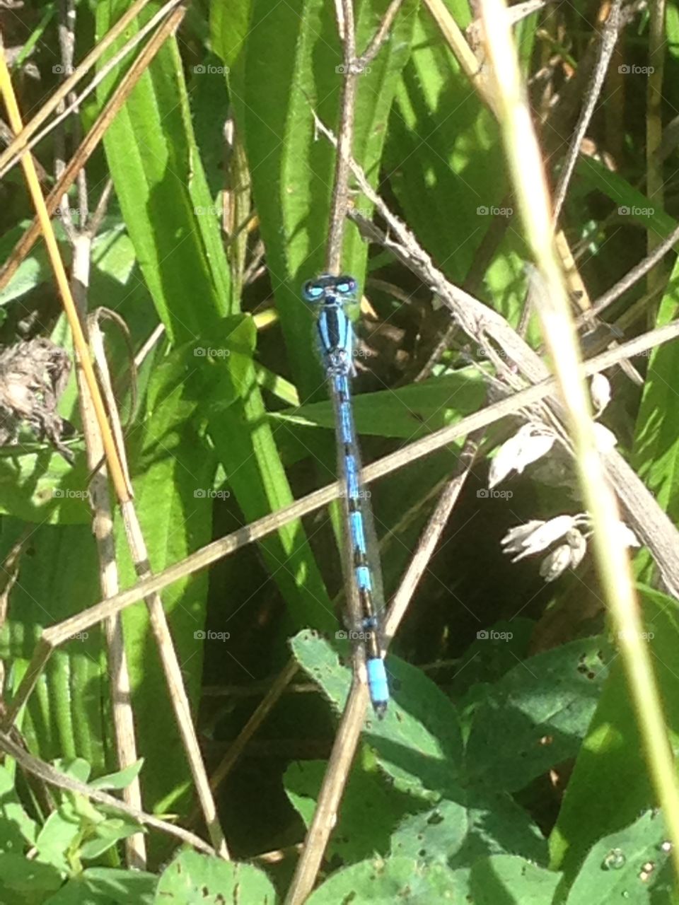 Damsel fly 