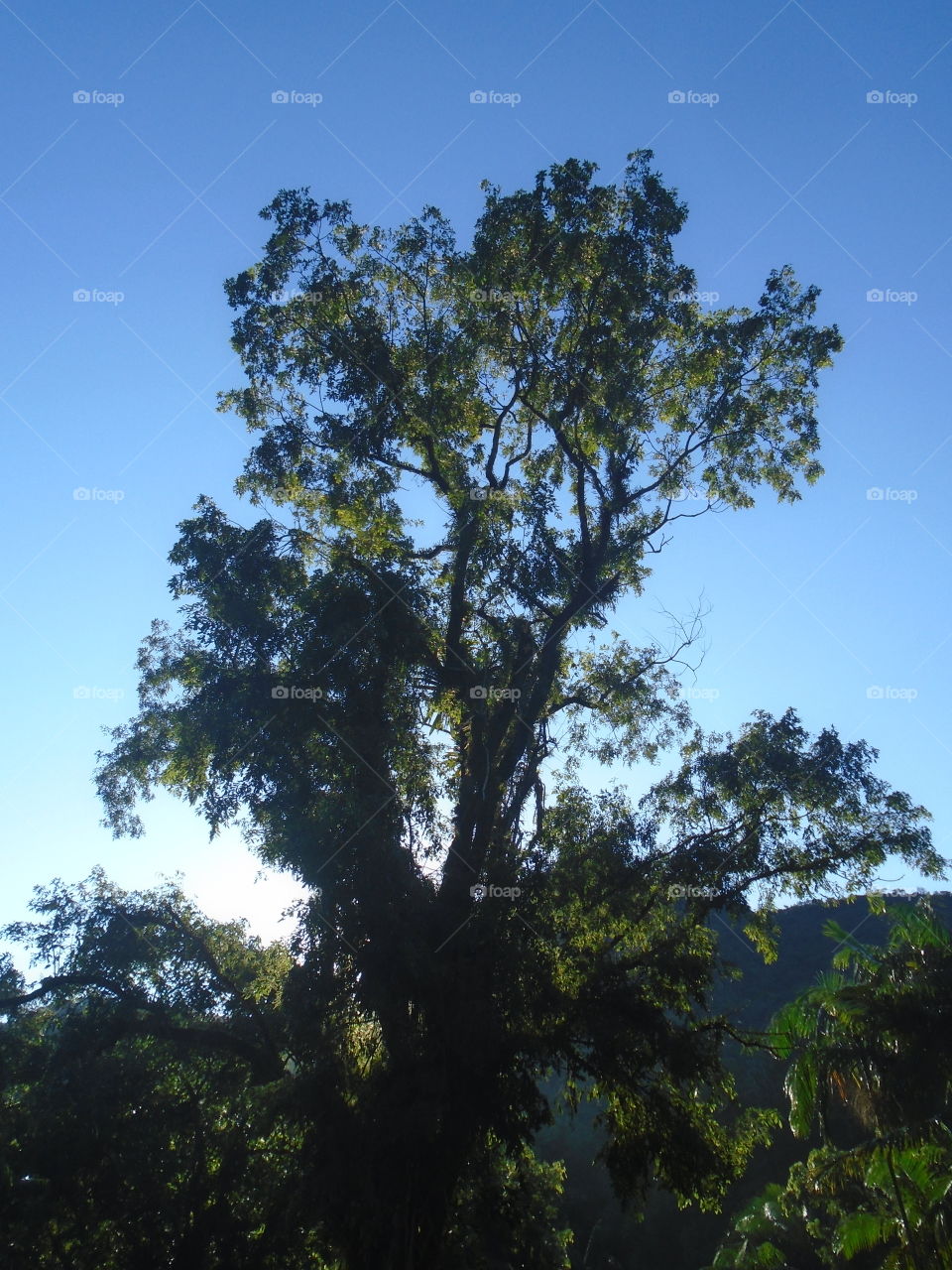 TREE, BAUM, ÁRVORE.