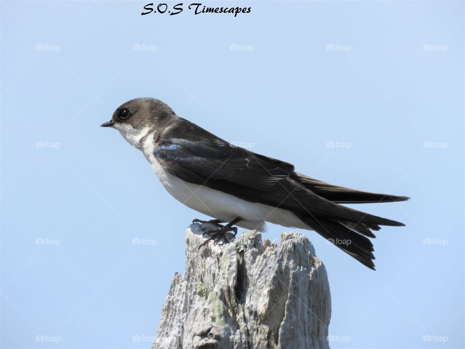 tree swallow