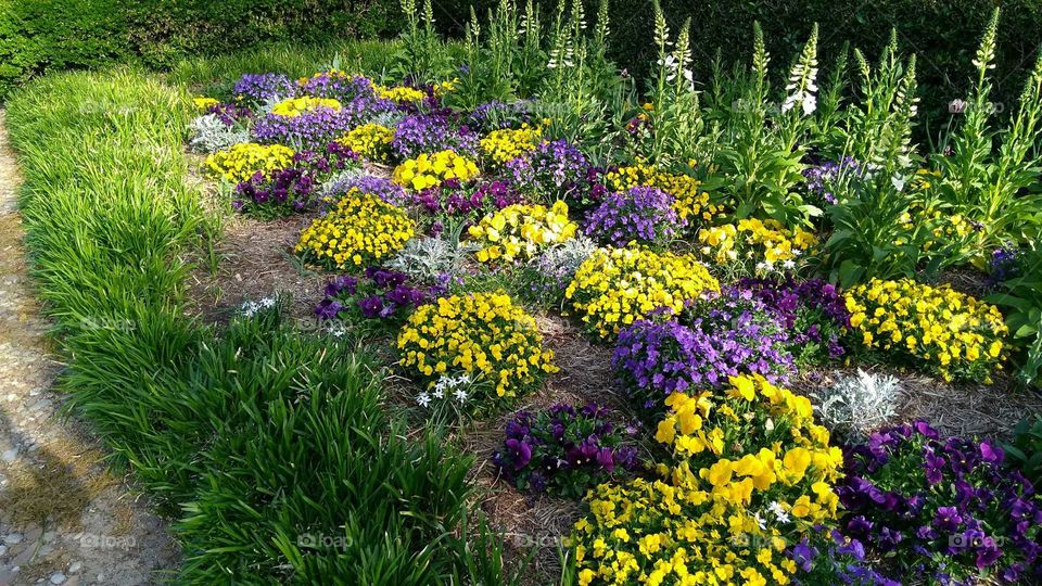 Flower bed, Colonial Williamsburg, Virginia
