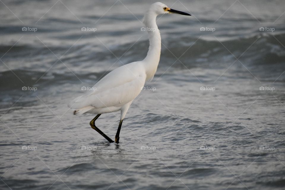 Snowy egret on sanibel island 