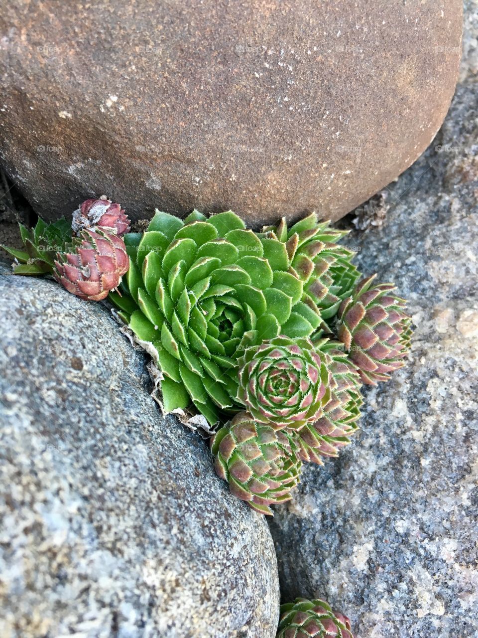 Hens and Chicks in rock wall