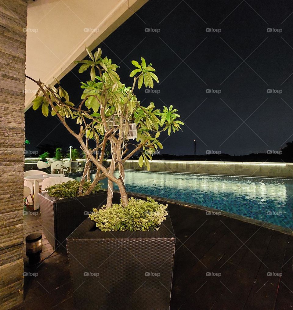 swimming pool atmosphere with plants on the edge at night