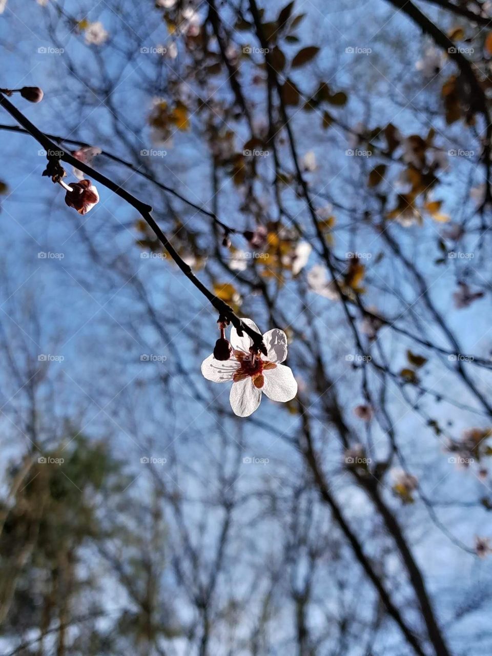 The first signs of spring in the park