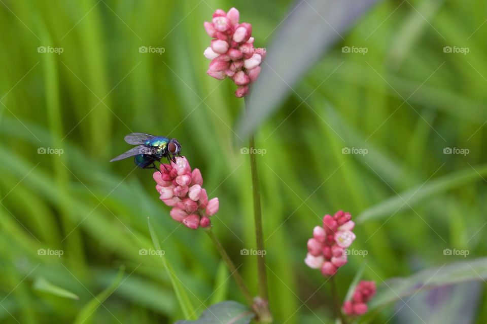 Fly Feeding From Flower