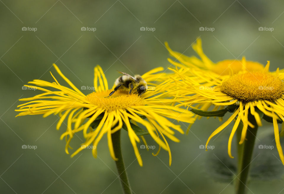 Bee on yellow flower close up