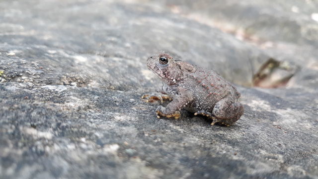 tiny woodland toad