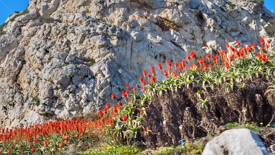 Red pokers