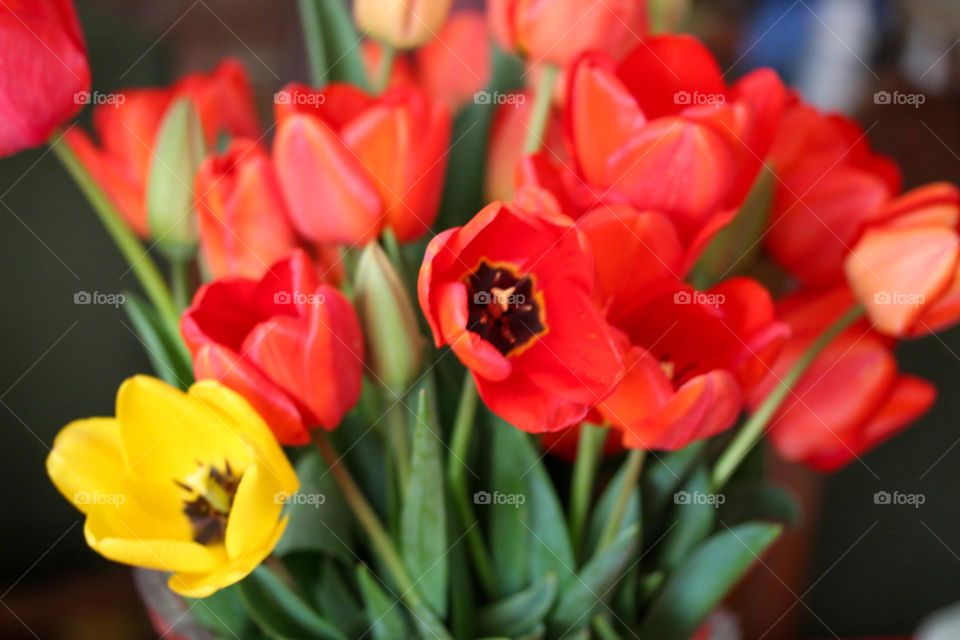 Tulips