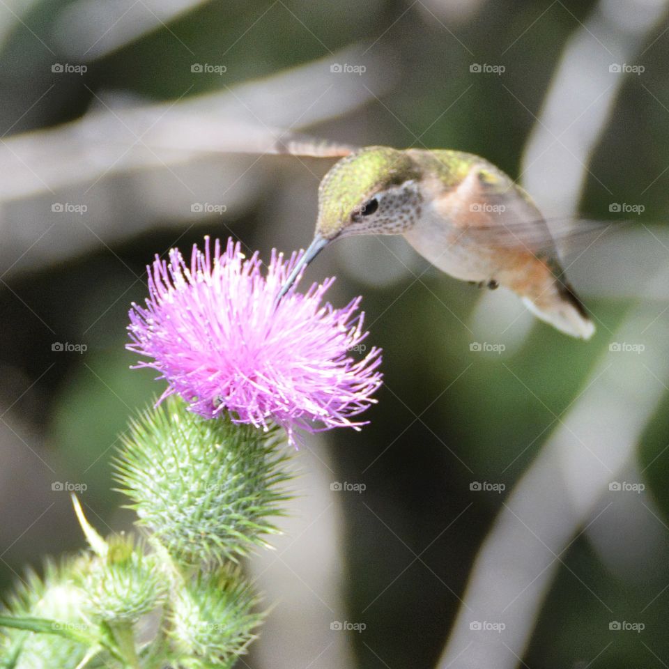 Hummingbird feedings on thistle 
