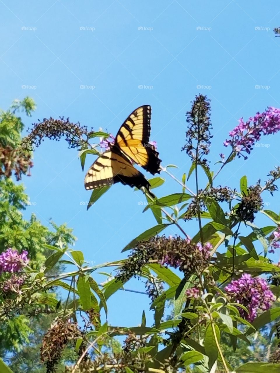 Butterflies fly away