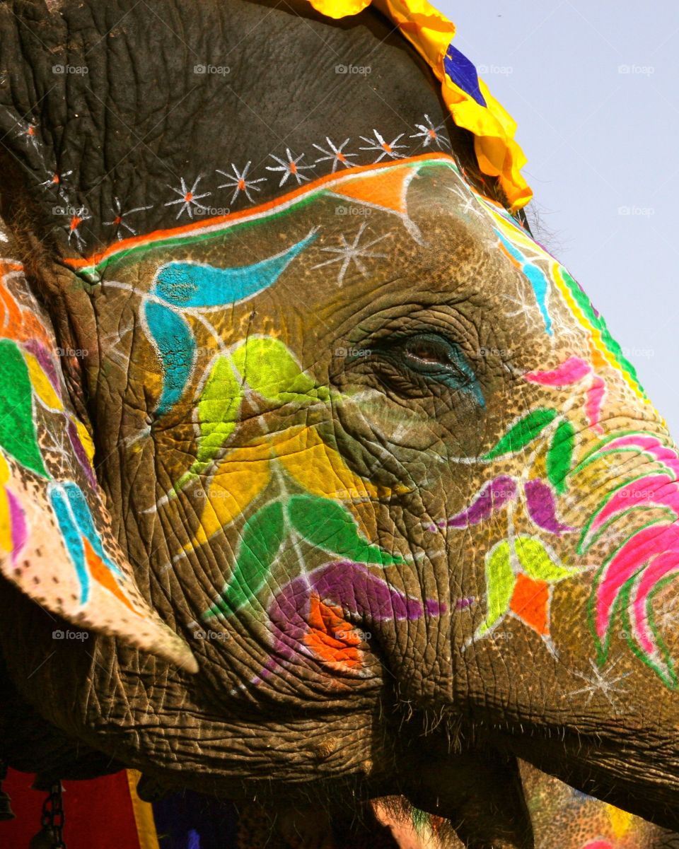 Jaipur Elephant. Elephant in Jaipur, India