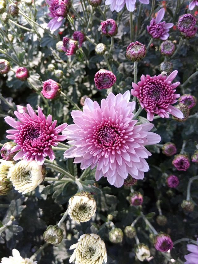 Flowers in the garden