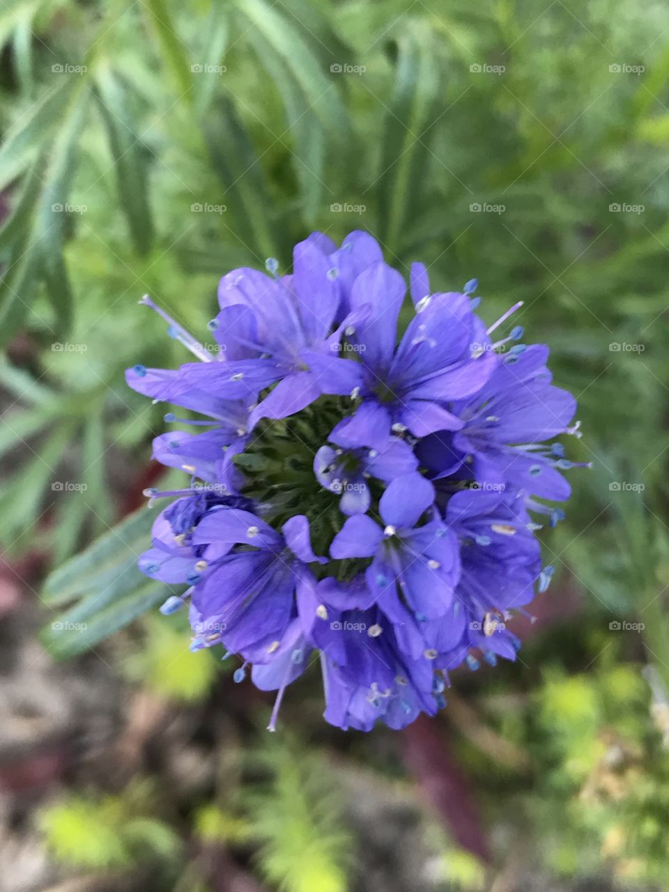 Blue flower