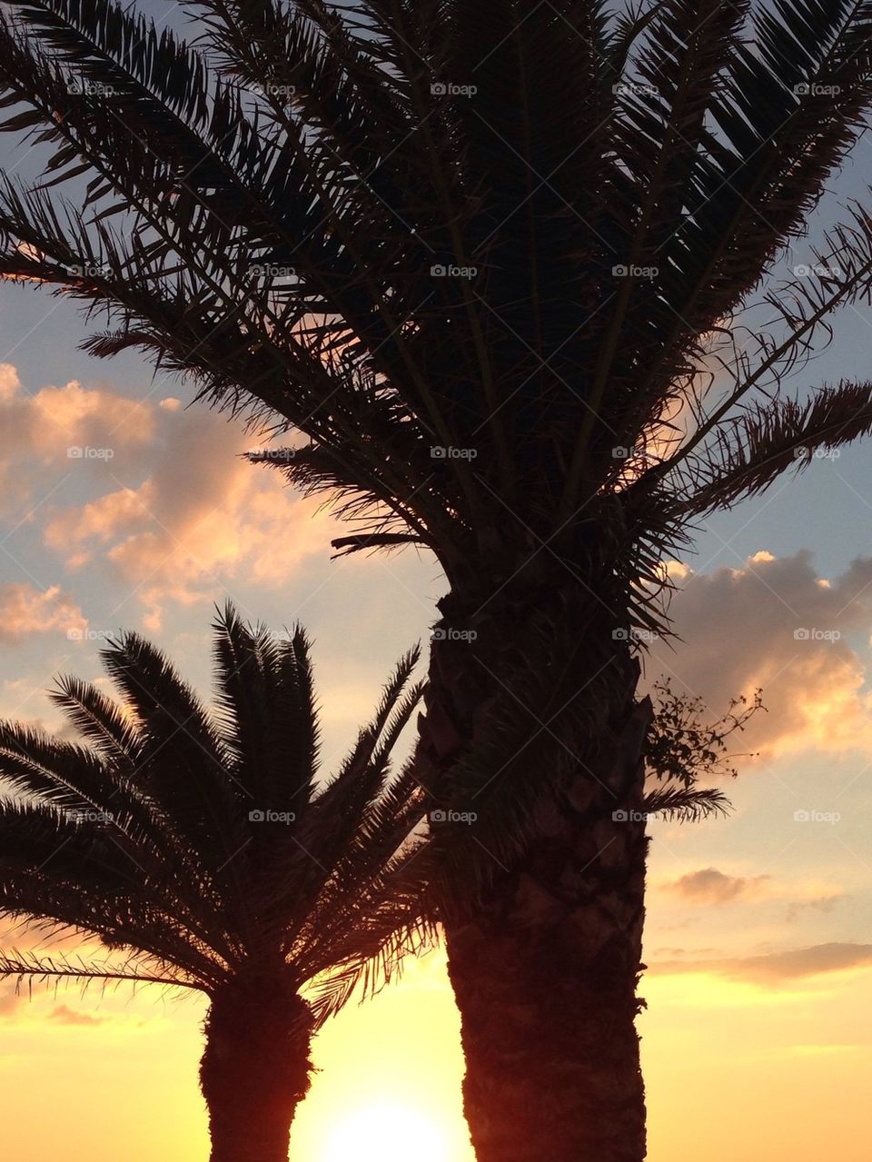 Palms at sunset