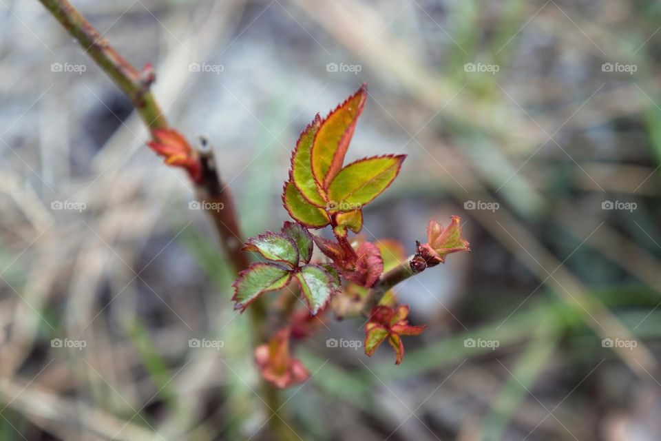 New life of rose leaves