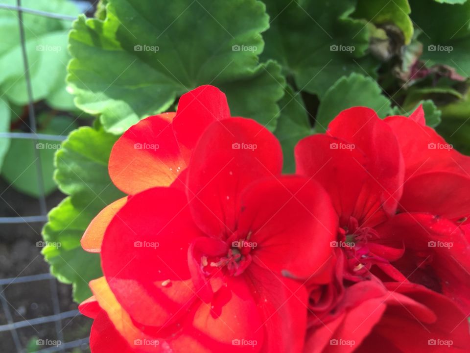 Flowers red Alaska 