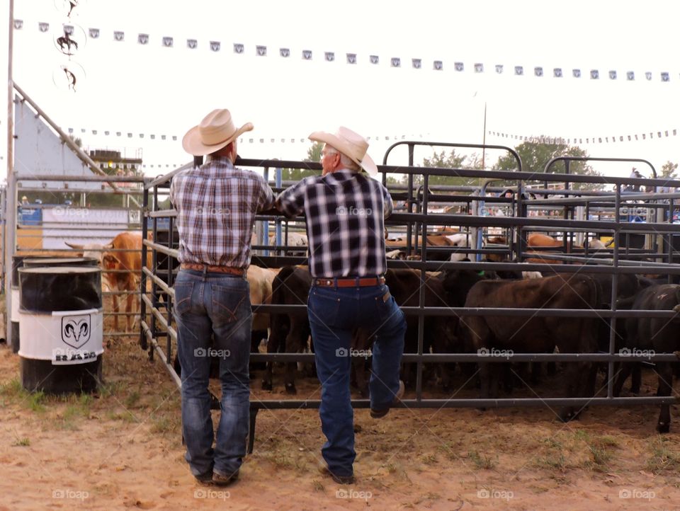 Cowboys at cattle gate at a rodeo