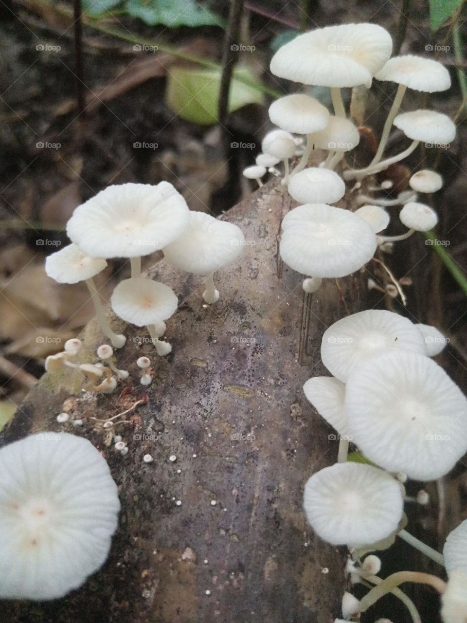 mushroom