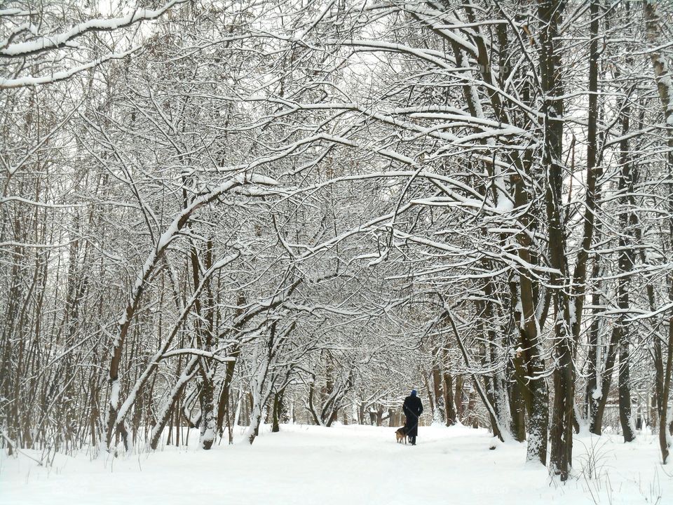 Winter, Snow, Wood, Cold, Frost