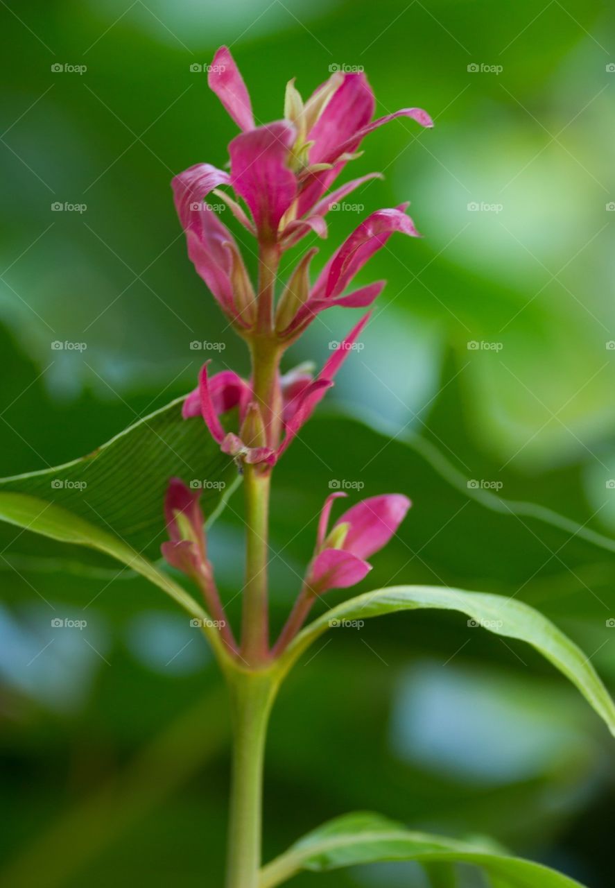 Blooming Flower Stem