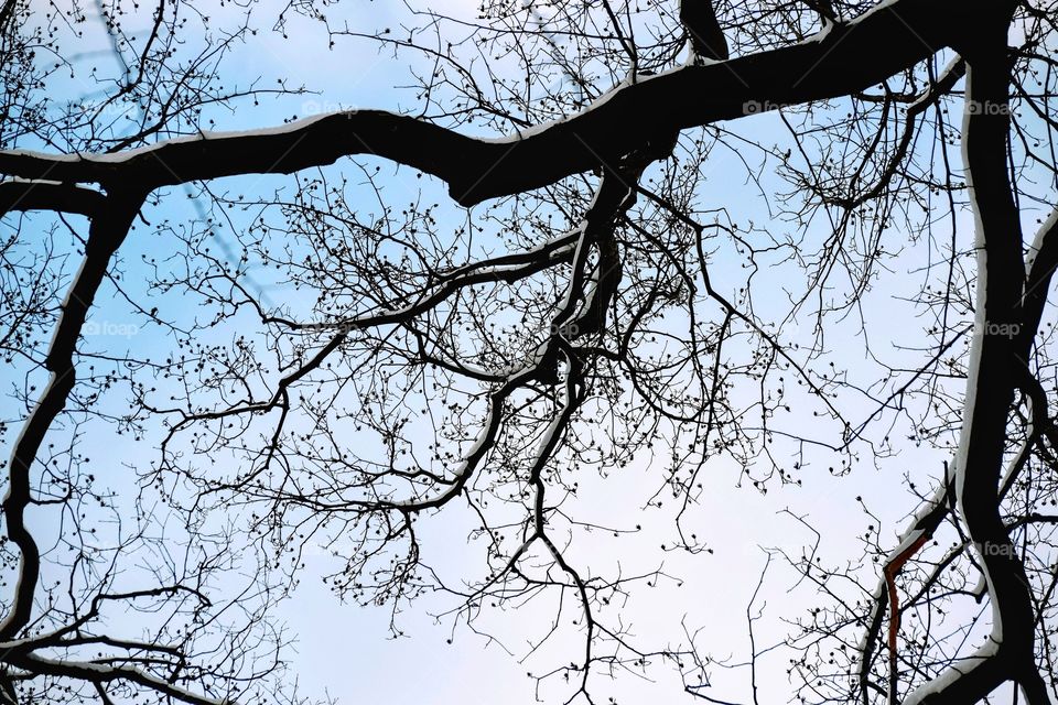 Snowy Branch Against a Blue Sky