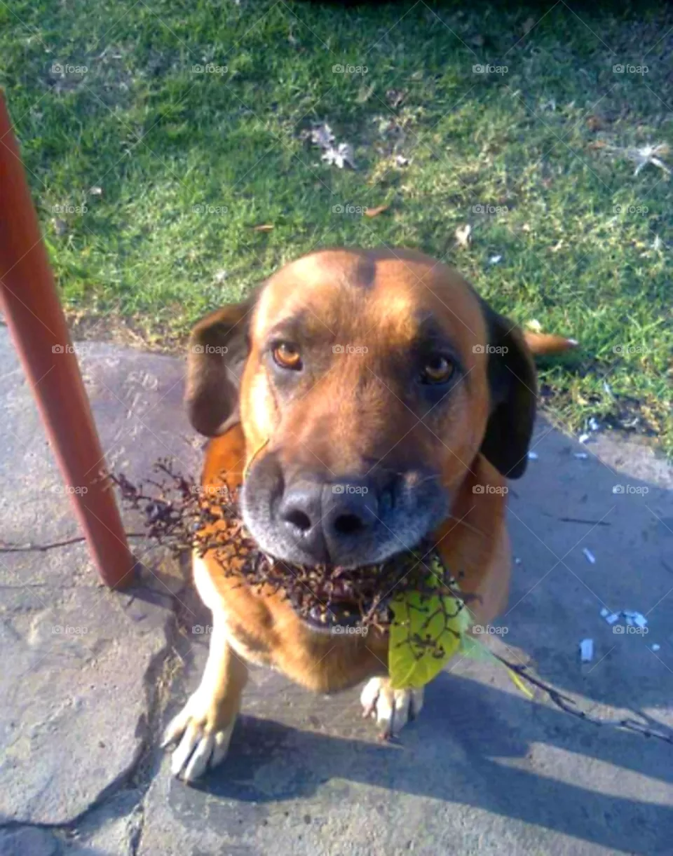Dog